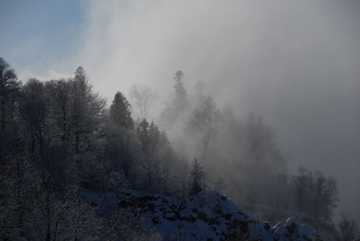 Туман в лесу - Медведев Сергей 