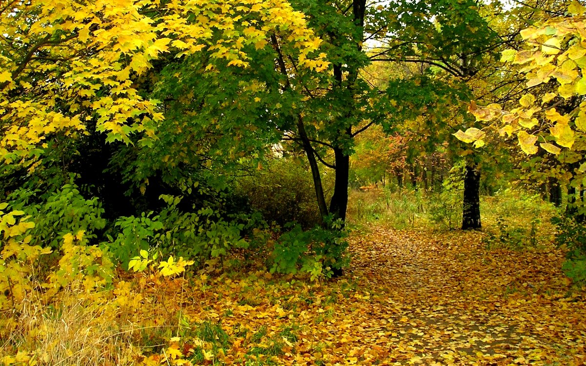 Осень в парке - Милешкин Владимир Алексеевич 