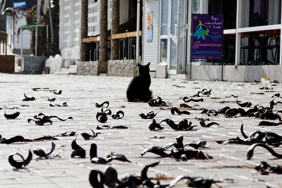 Кошка с бобовыми червячками - Геннадий Валеев