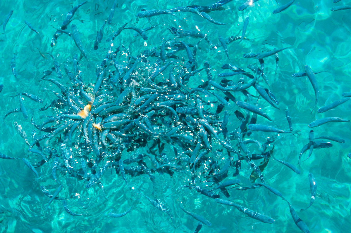 Рыбы и море - EDO Бабурин