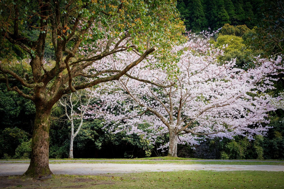 park - Slava Hamamoto