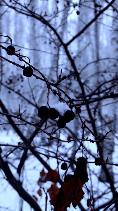 куст ягод зимой - александр 
