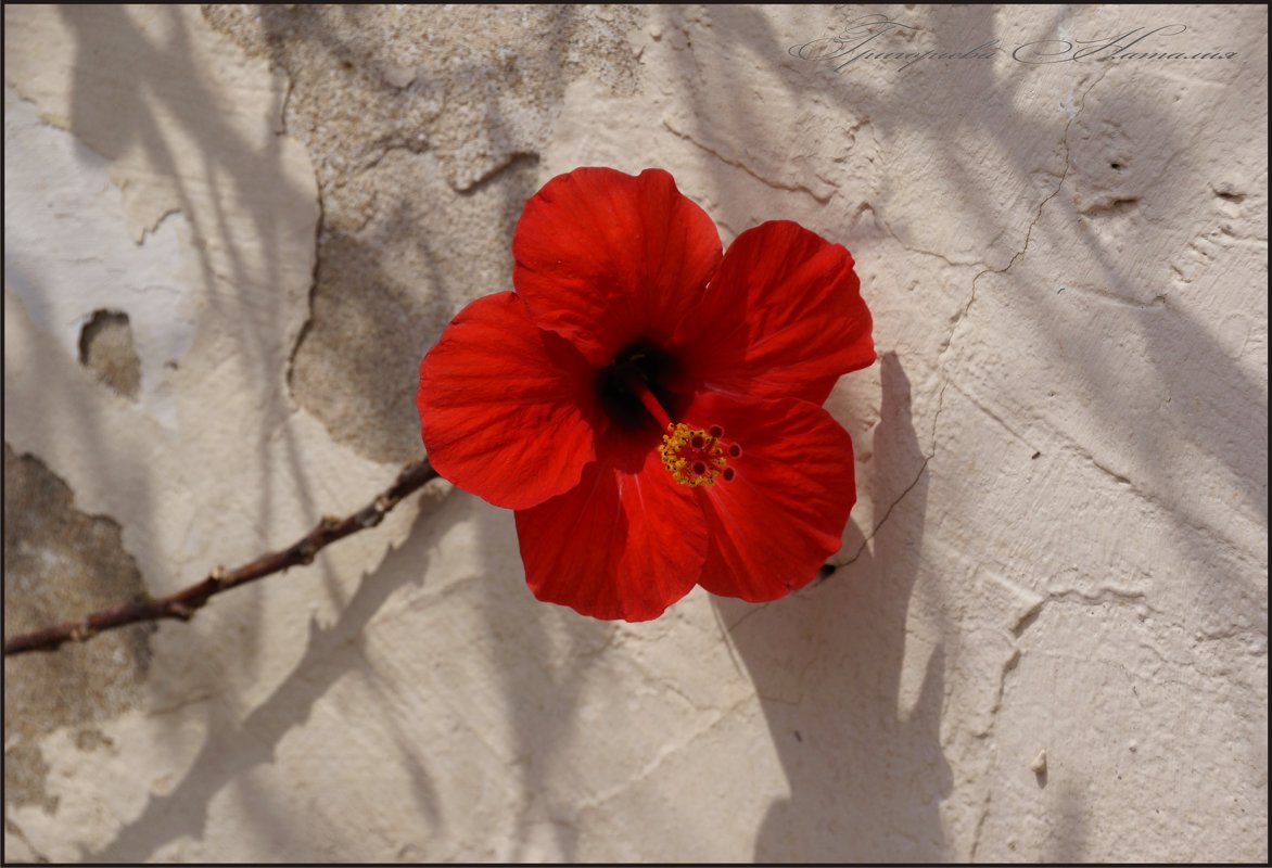 Красный цветок - Наталия Григорьева