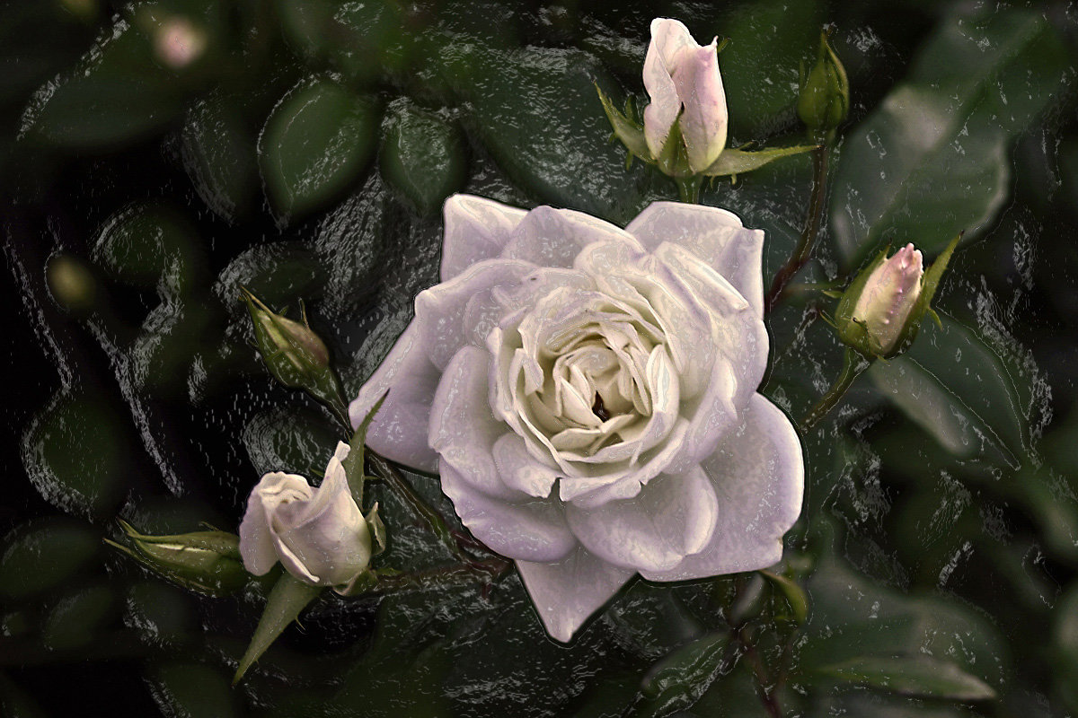 Белая роза и ...  немного Фотошопа :) - Андрей 