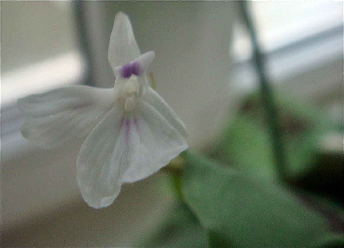 Крошечный цветочек маранты - Нина Корешкова