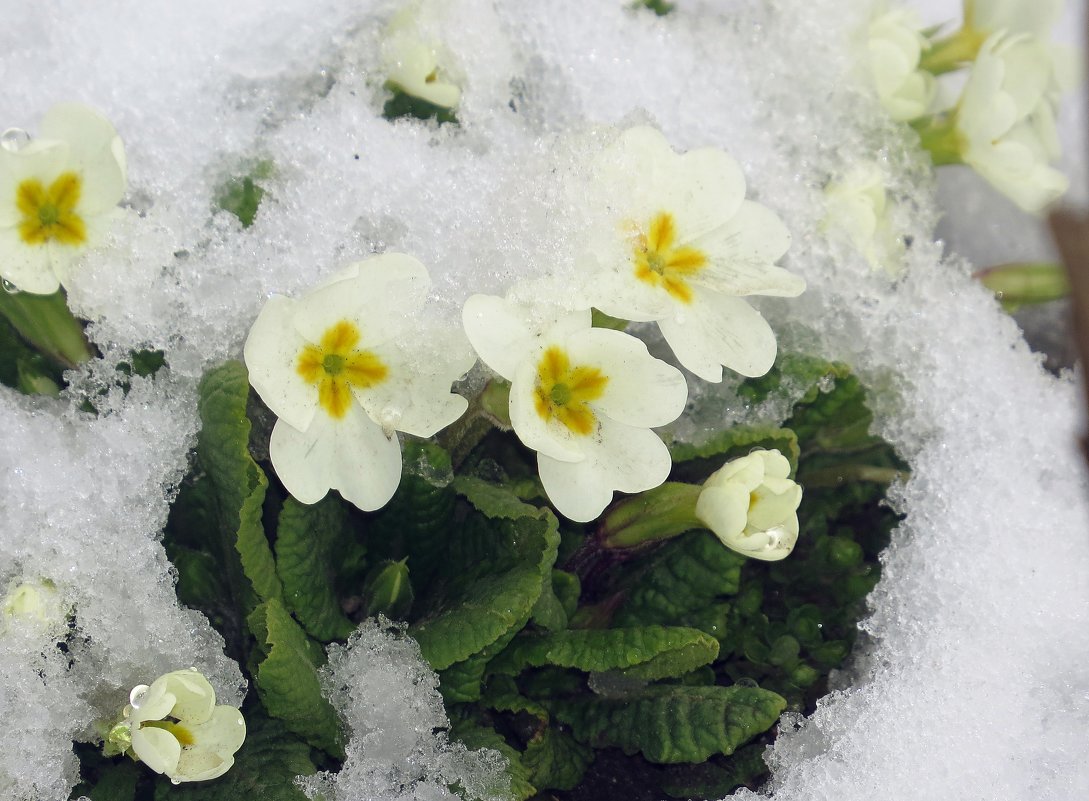 цветы под снегом - валя 