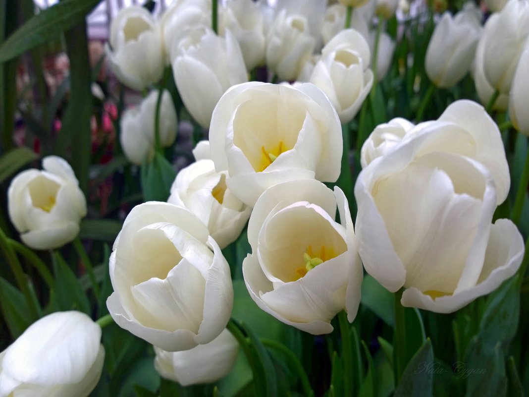 Белые тюльпаны - Наталья (Nata-Cygan) Цыганова