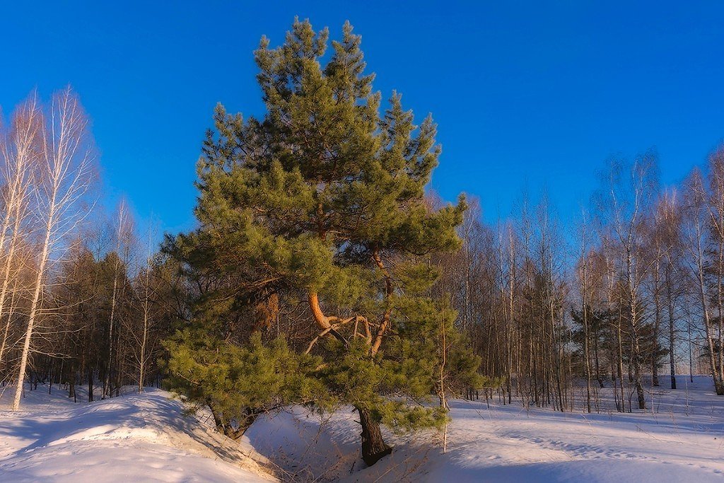 В центре хоровода - Елена Баландина