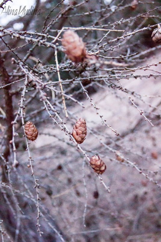 Шишки - Алина Юдина