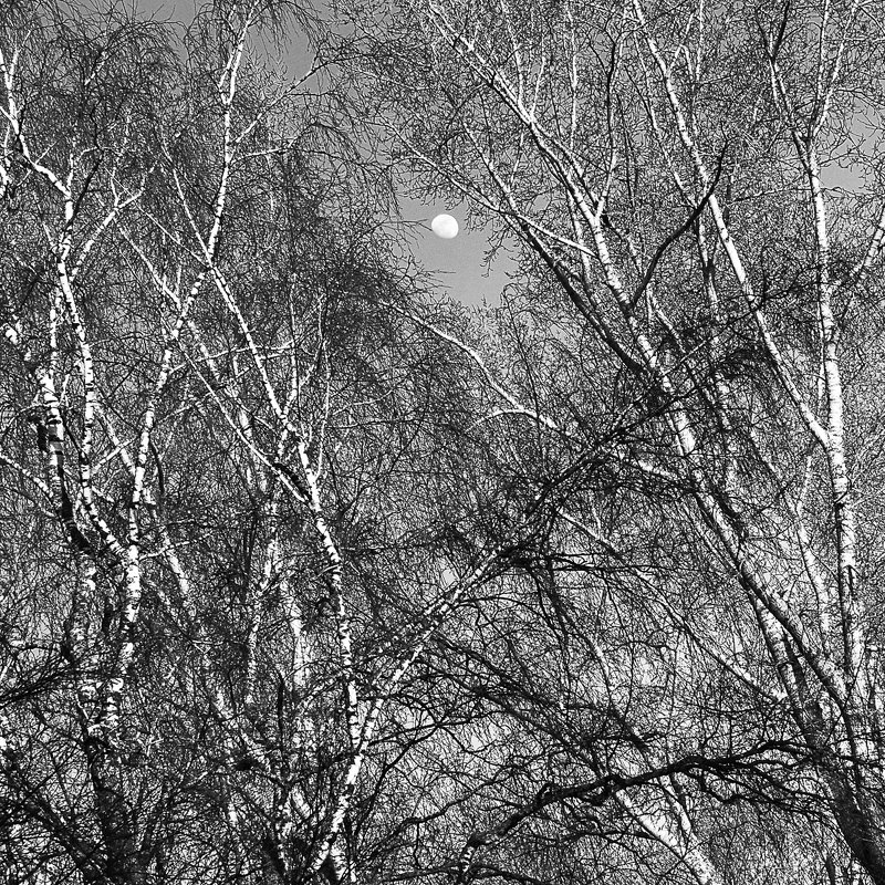 Деревья и луна - Ирина К