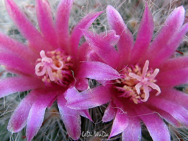 mammillaria bocasana - LeDi WaDa