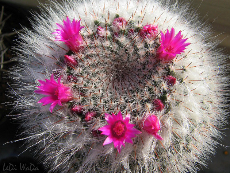 Mammillaria hahniana - LeDi WaDa