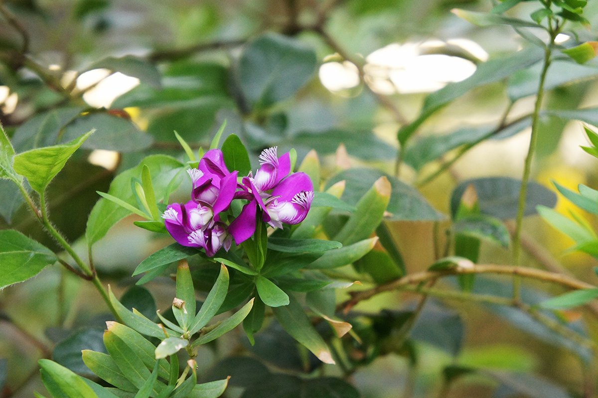 Истод миртолистный (Polygala myrtifolia L.). Семейство Истодовые (Polygalaceae) - Елена Павлова (Смолова)