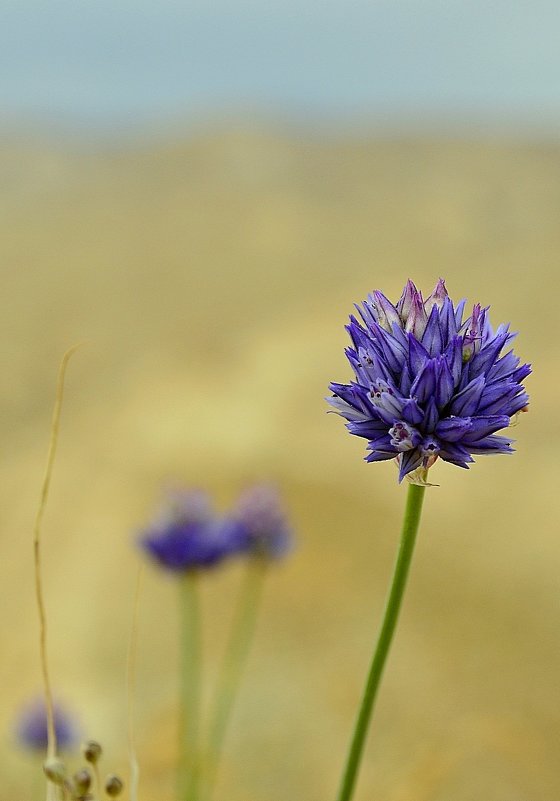 11.04.15 Лук Иерихонский - Allium hierochuntinum , семейство Амариллисовых - Борис Ржевский