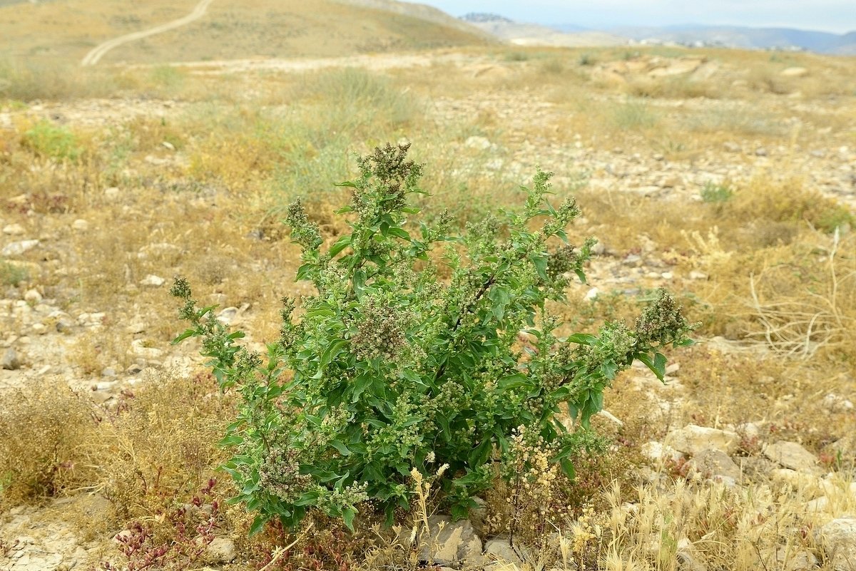 11.04.15 Chenopodium murale - Марь постенная, семейство Амарантовые - Борис Ржевский