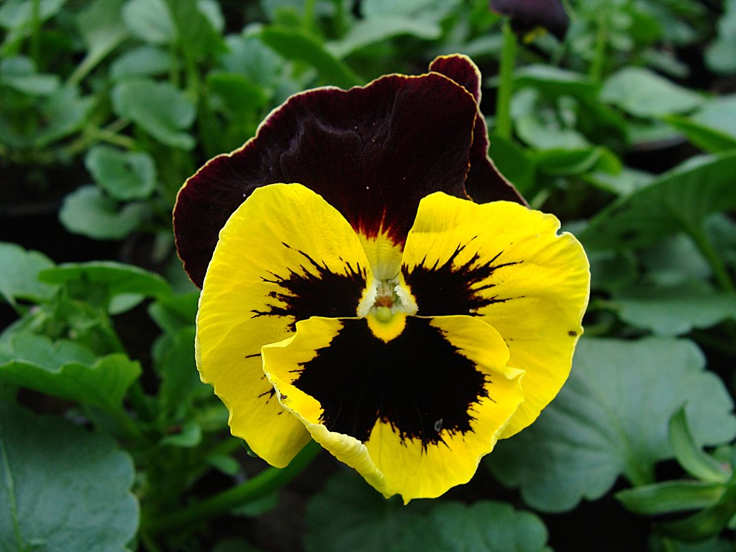 Viola x wittrockiana " Delta  Yellow with Red Wing  " - laana laadas