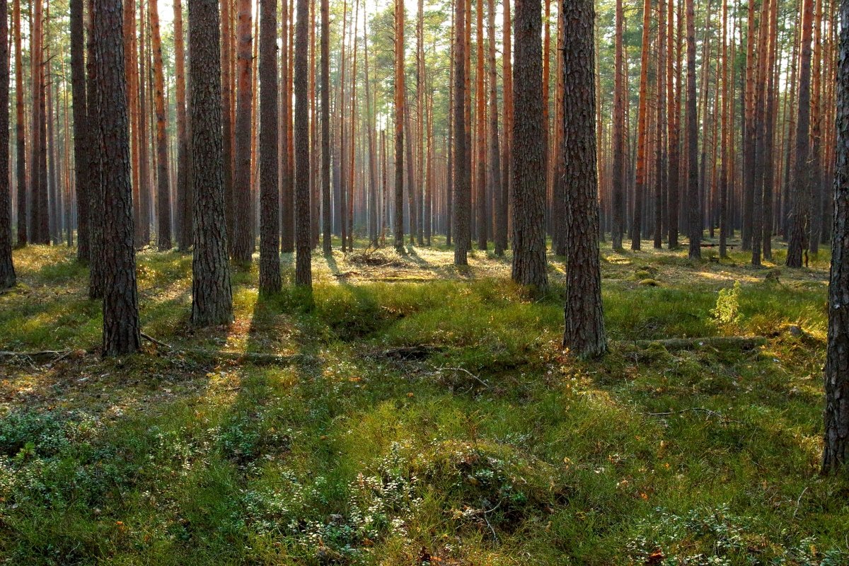 Сказочный лес - Lik Nik