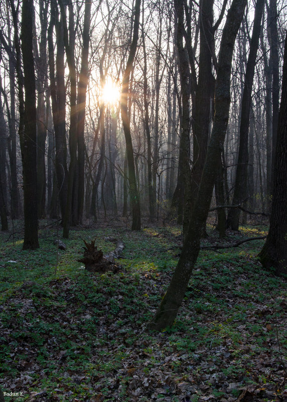 лес - Евгений Бадун