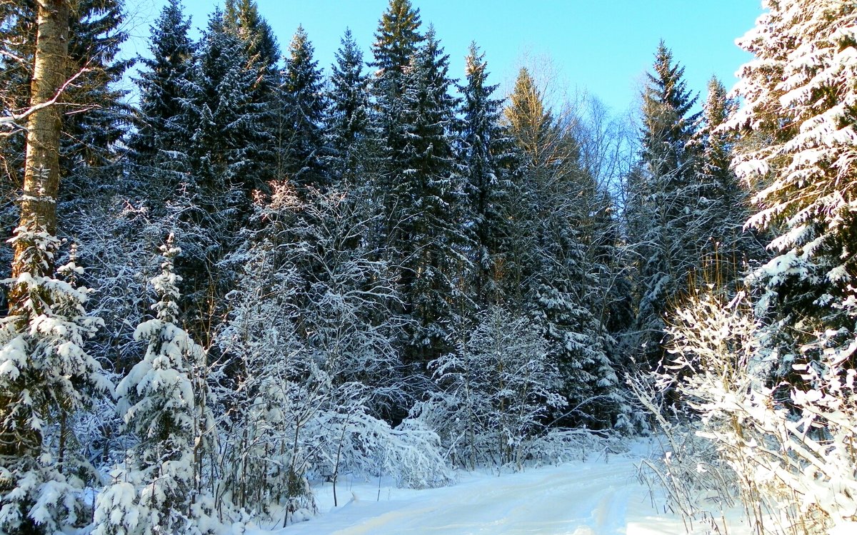 Зима 2015 - Милешкин Владимир Алексеевич 