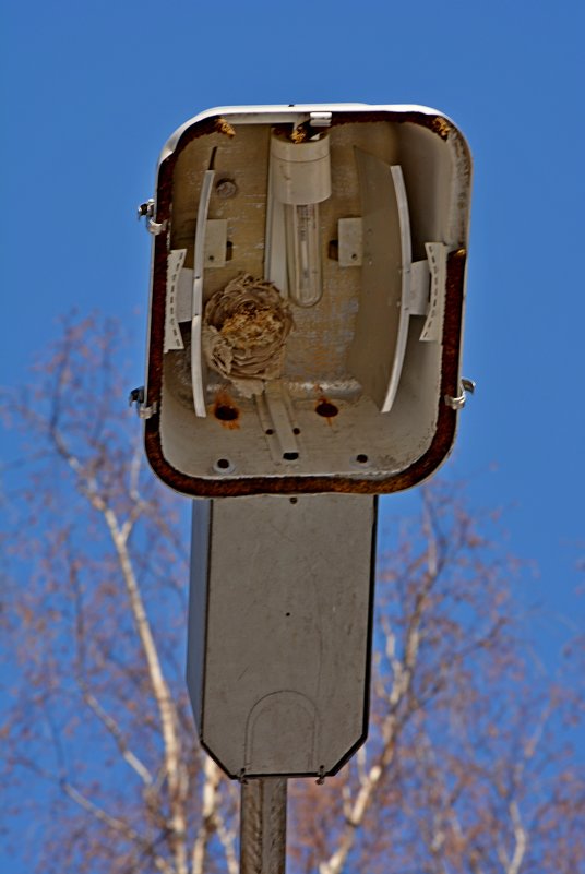Осиное гнездо в прожекторе - grovs 