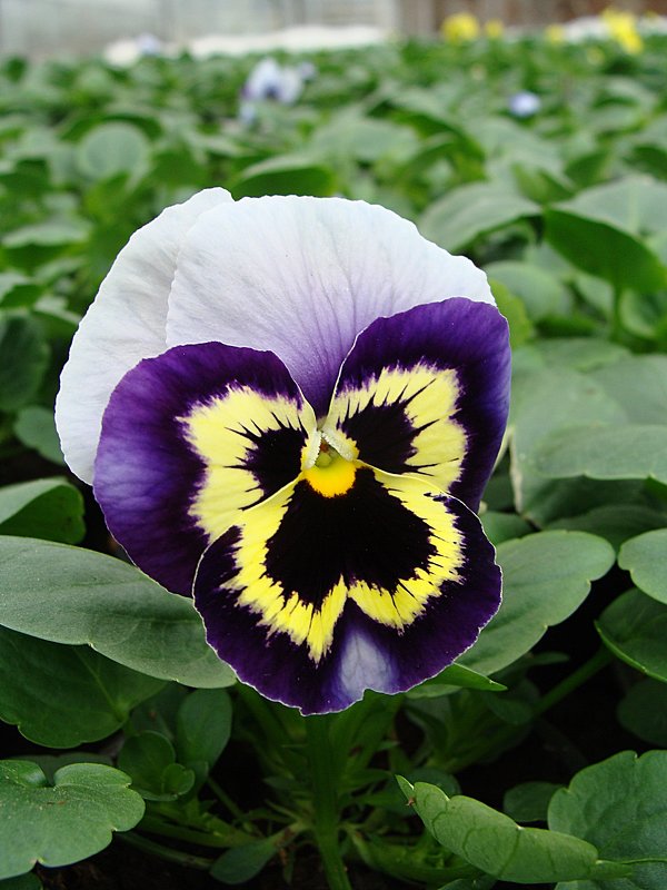 Viola x wittrockiana   Select Beaconsfield - laana laadas