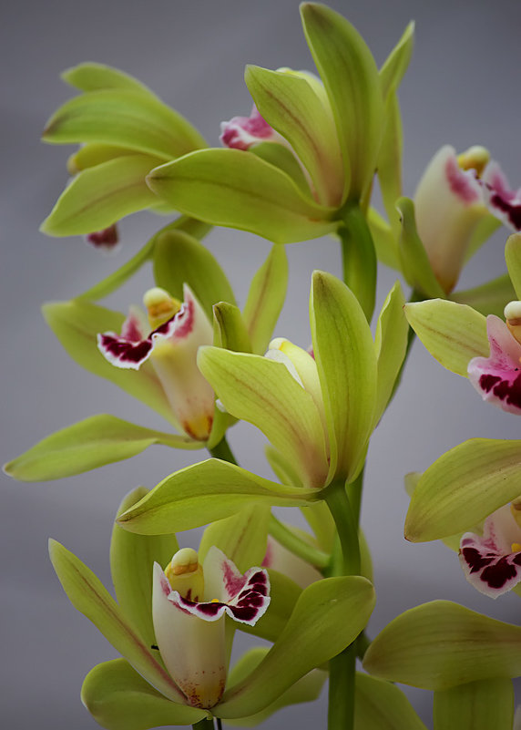 Орхидея цимбидиум - Ирина Приходько