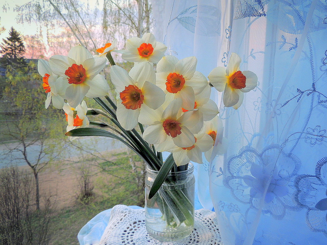 Нарциссы.Мое окно.Раннее утро - Павлова Татьяна Павлова