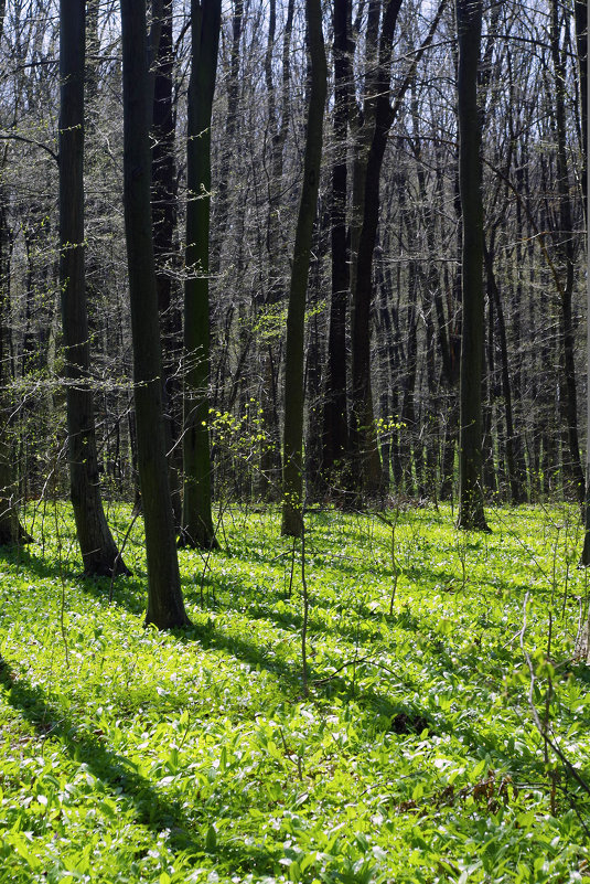 весенний лес - юрий иванов