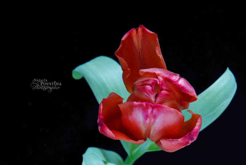 Красный тюльпан - Наталья Повстина