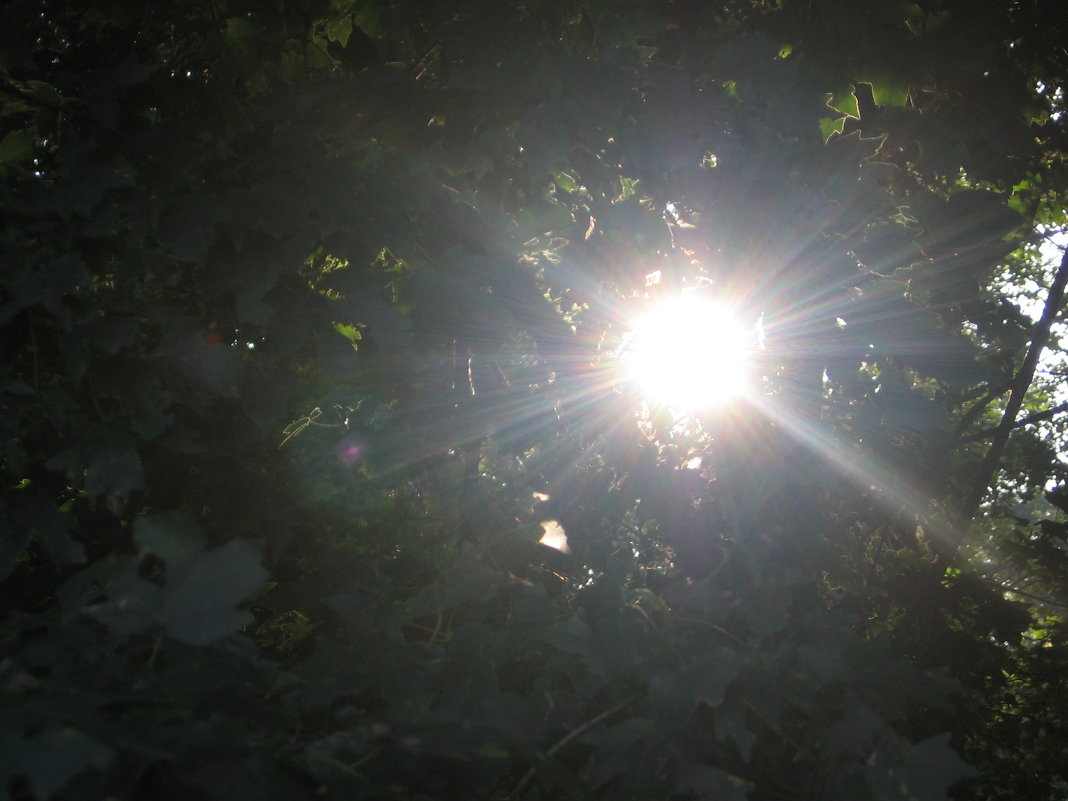 Солнце в лесу - Владимир 