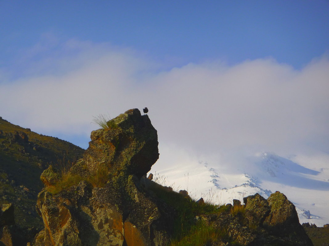 Горная перепёлка рано утром  на скалах Эльбруса. Высота 2500 м. - Vladimir 070549 