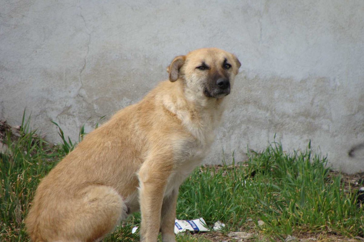 Уличная собака - Gudret Aghayev