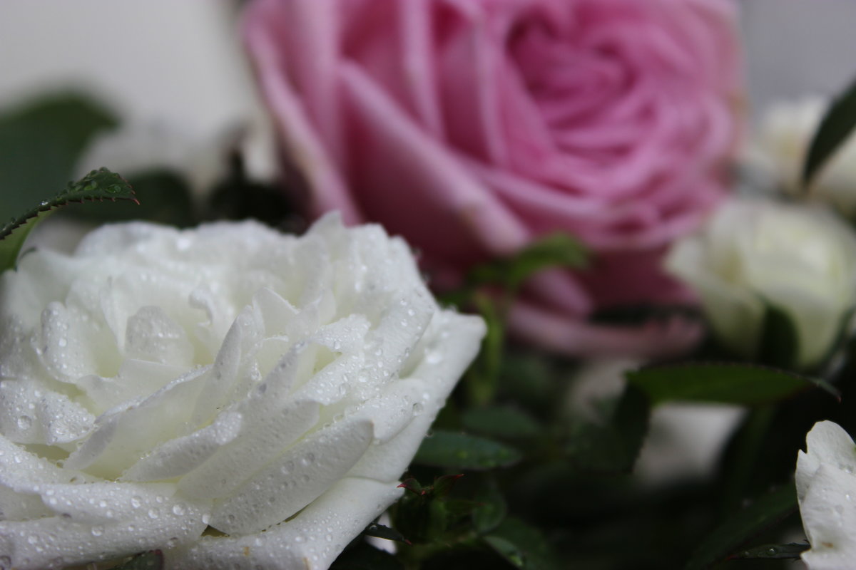 Белая роза... - Mariya laimite
