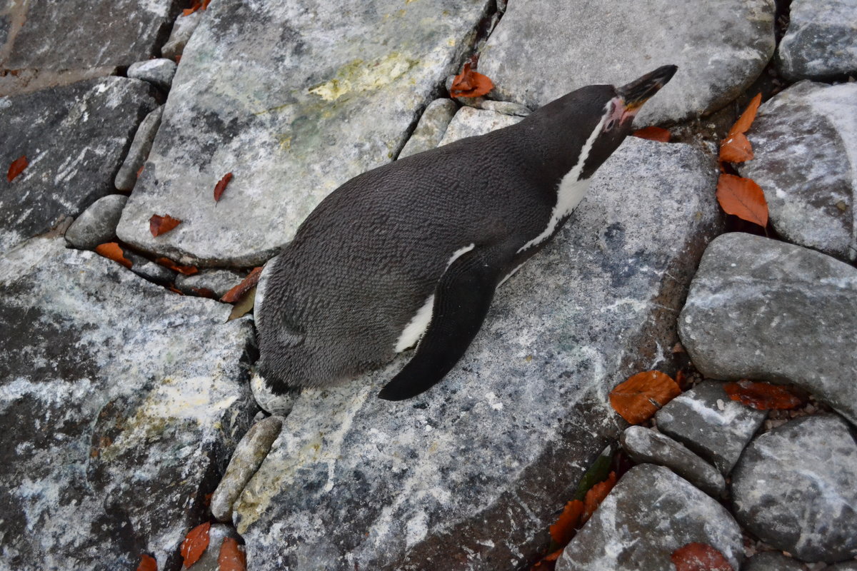 Пингвинёнок - Ольга 