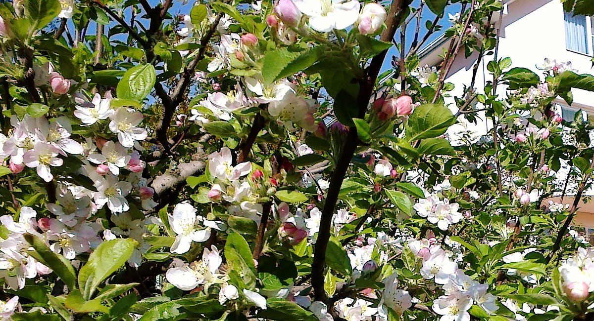 Яблони в цвету - весны творенье ! - СветЛана D