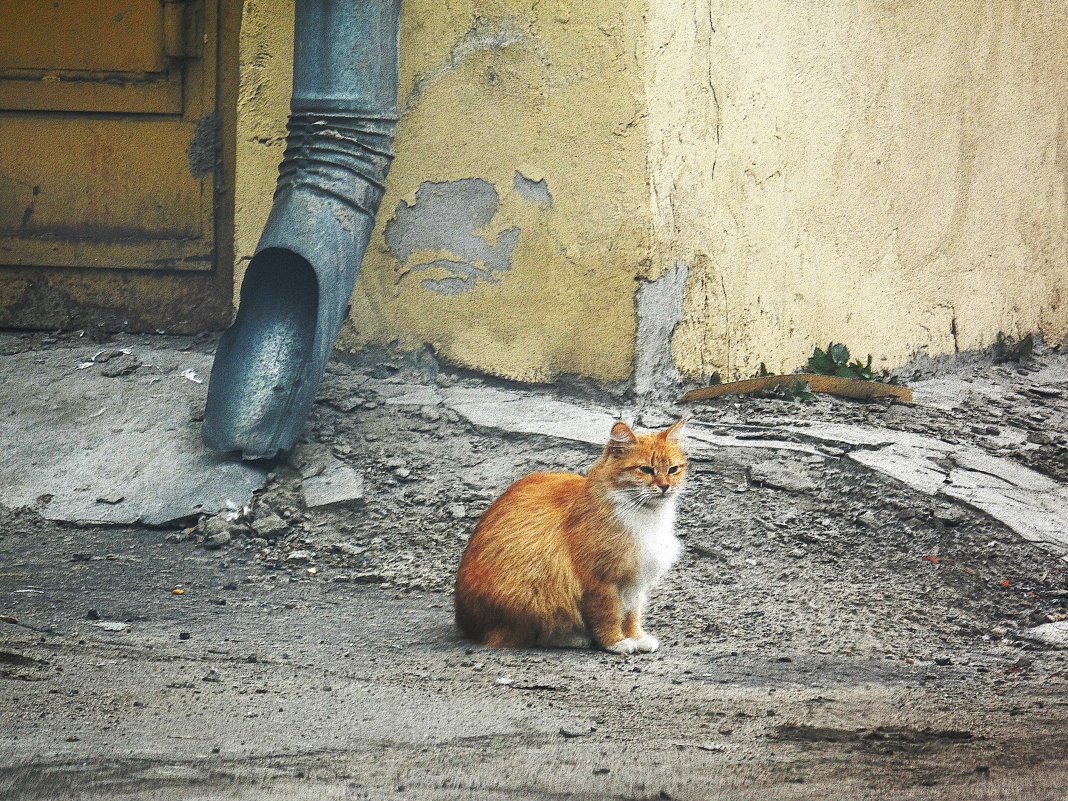 Мартовский двор - Галина 