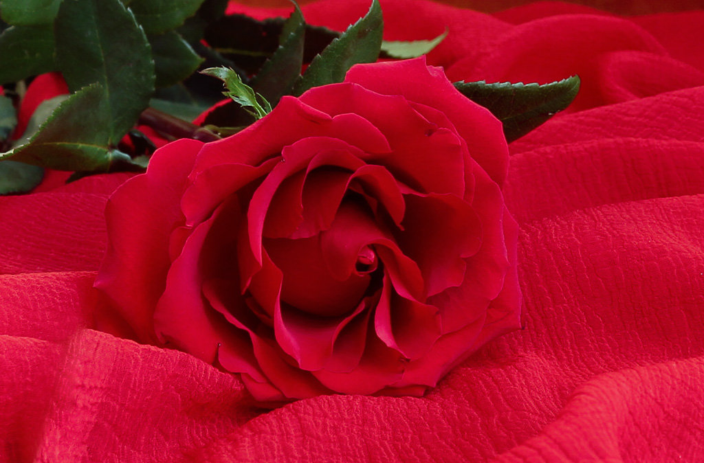 Красная роза- эмблема любви... - Людмила Крюкова