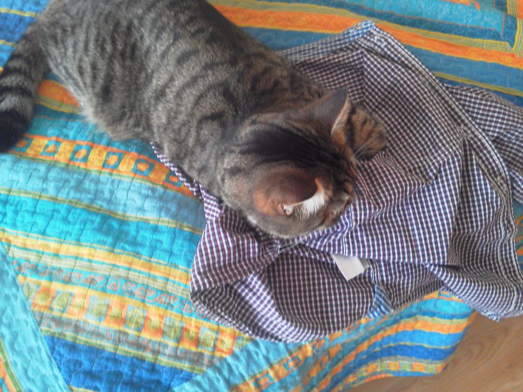 Кошка и рубашка-это счастье - Михаил Нименский