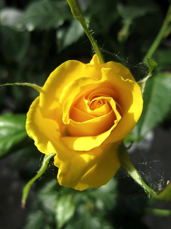 Жёлтая роза .. - laana laadas