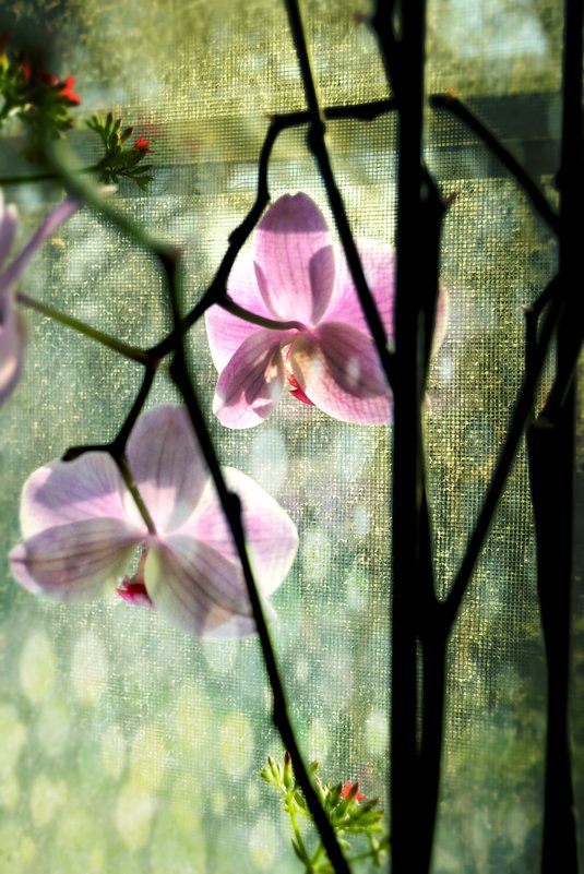 Orchid - Катерина Чебышева