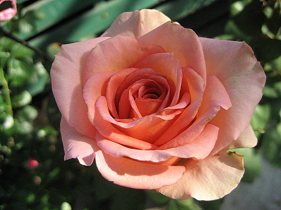 Роза " Mondiala " - laana laadas