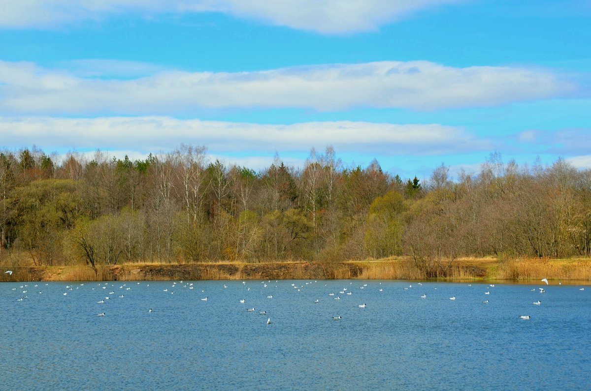 Чайки на озере. Весна 2015 - Милешкин Владимир Алексеевич 