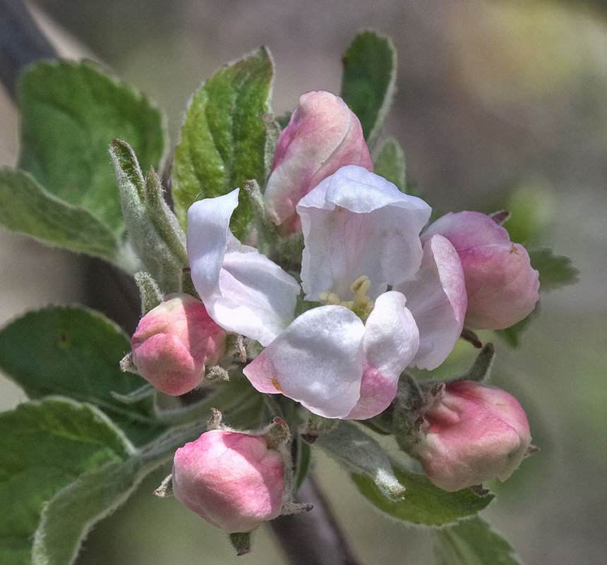 Яблони цветут - Валерий Басыров