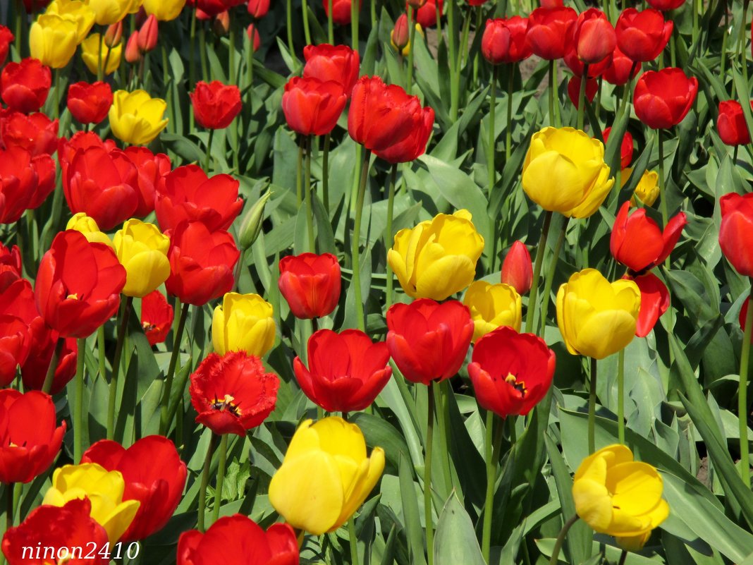 Разноцветный апрель - Нина Бутко