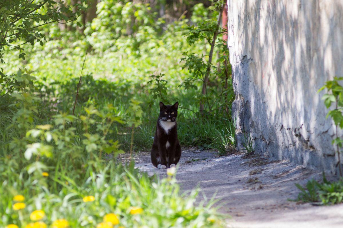 Кот - Альберт 