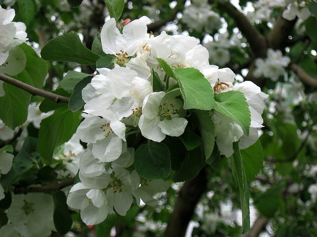 Яблони в цвету - Natali 
