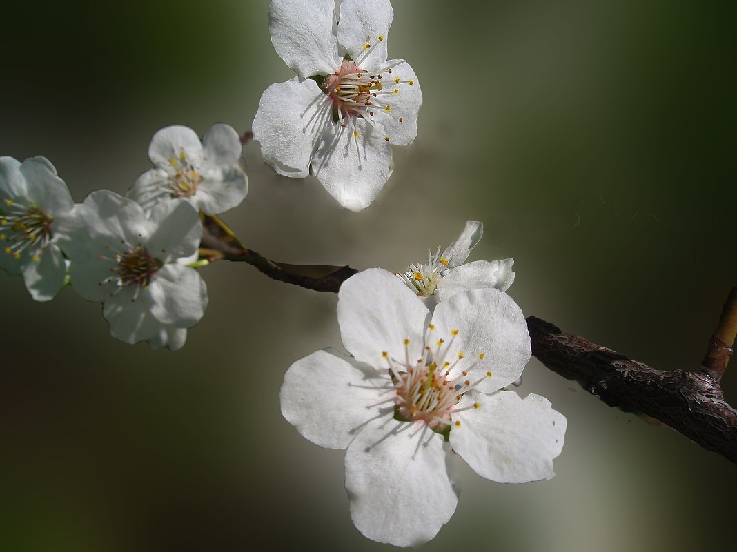 цветок вишни - георгий петькун