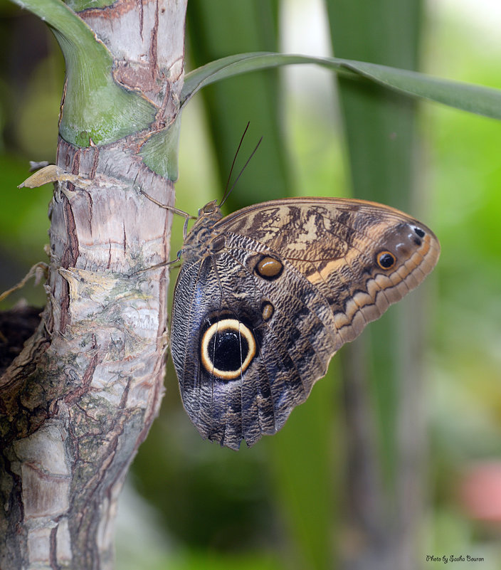 butterfly - Sacha Bouron