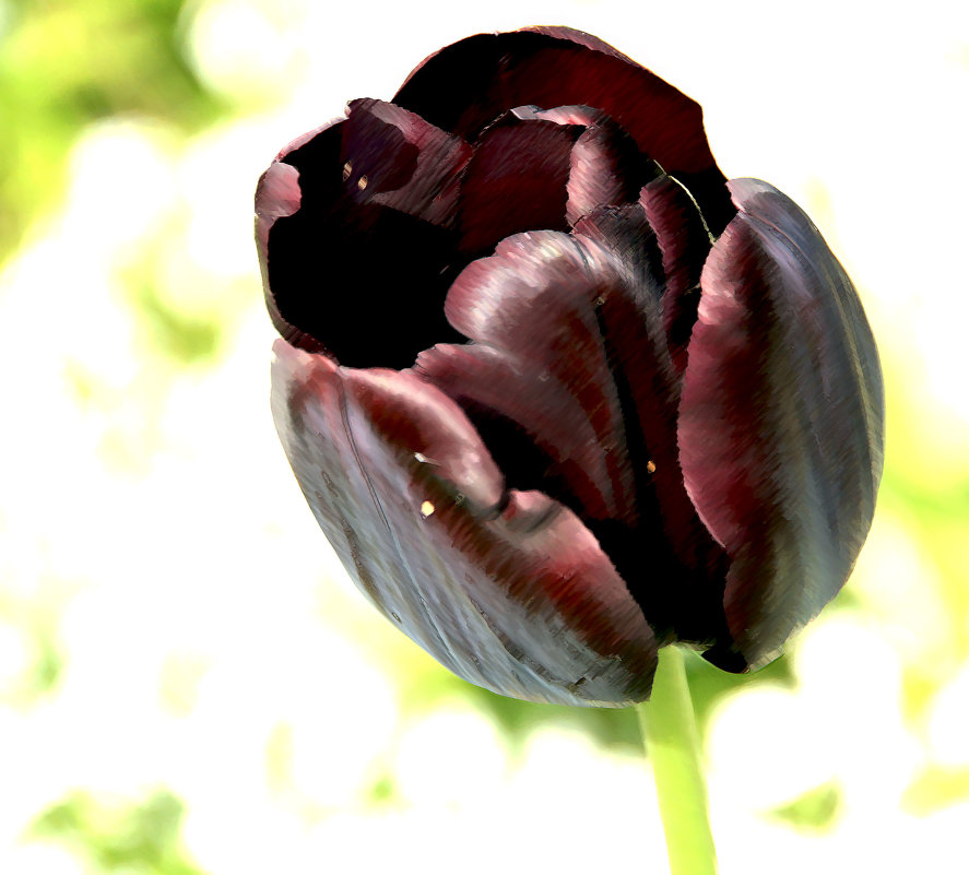 Чёрный тюльпан - Alexander Andronik