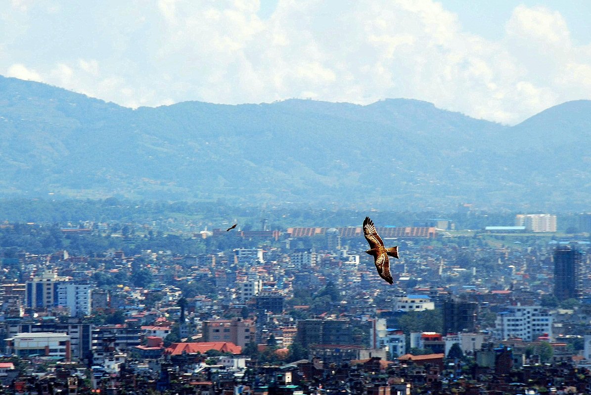 птицы Непала - Елена Познокос
